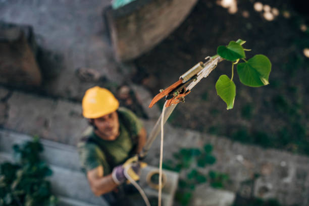 Best Storm Damage Tree Cleanup  in Oviedo, FL